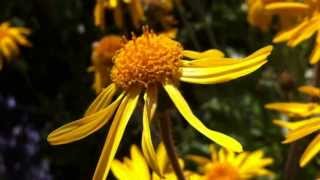 preview picture of video 'Arnica montana'