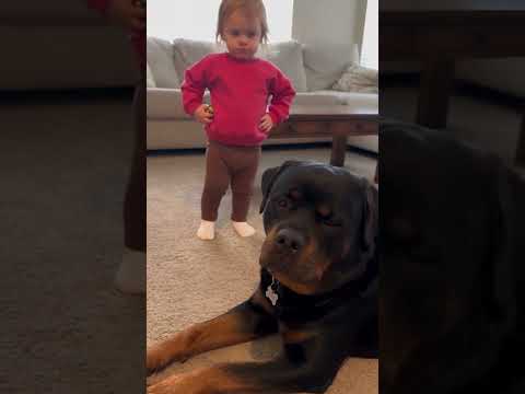 Baby Stands Over Rottweiler Bruno and He Just Stares 😂