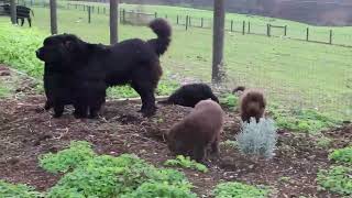 Newfoundland Puppies For Sale