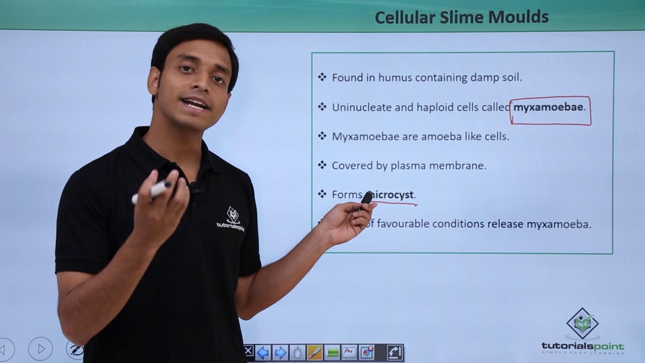 Class 11th – Slime Moulds – Cellular | Biological Classification | Tutorials Point