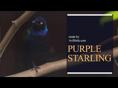 Liskavec purpurový (Lamprotornis purpureus) — starostlivosť, voliéra a kŕmenie