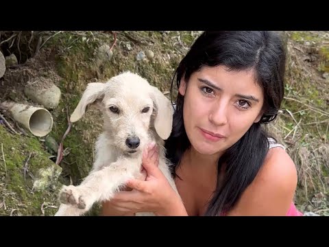 They abandoned this little dog ~ Saida ZC ~ 💚