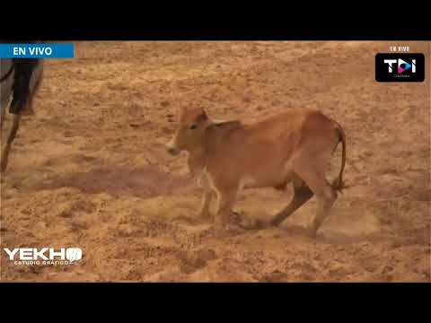 #EnVivo | Gran Final del Nacional de Coleo Pore - Casanare.