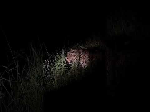 Have you ever heard a leopard roar?