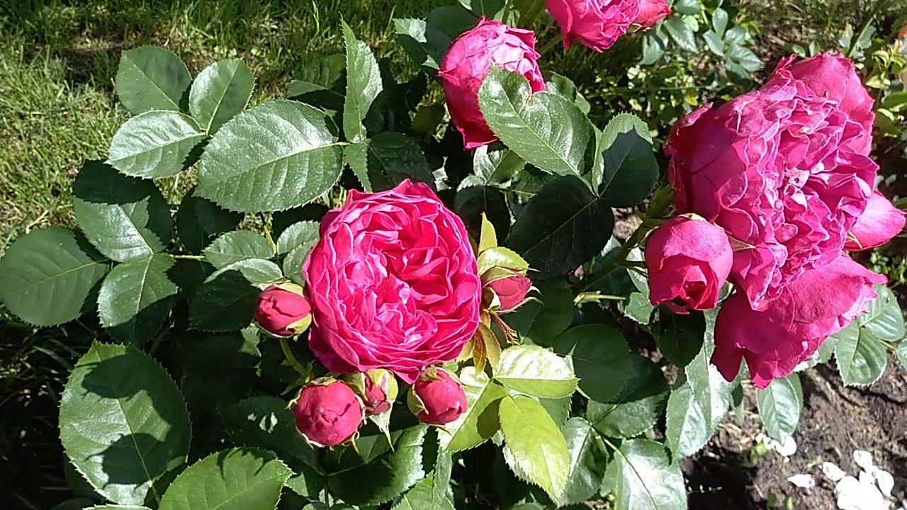 Ностальгическая роза Аскот, Тантау. Плюсы, минусы, которые заметила в выращивание розы. Аскот отзыв