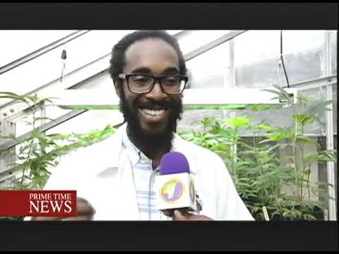 Jamaica Gets Ready For Ganja Industry