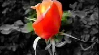 COMO TE OLVIDO, LOS TOROS BAND, ROMANTICO