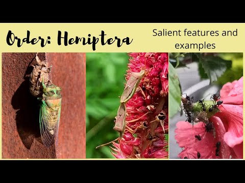 , title : 'Order Hemiptera - Salient Features and Examples