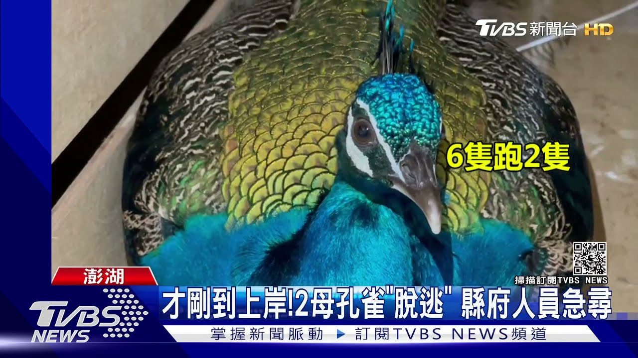 全面通緝!金門孔雀送到澎湖 甫上岸就「越獄」