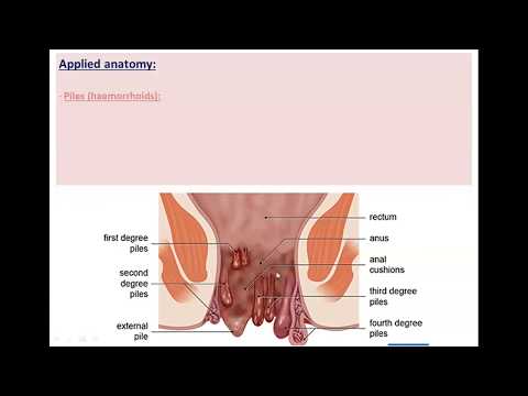 Large Intestine (Part 4)-The Anal Canal - Dr. Ahmed Farid
