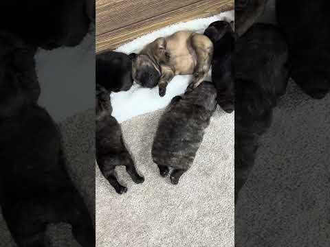 Video 4