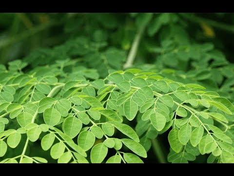 sojina Cultivation