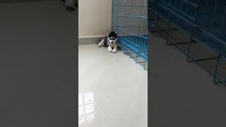 Shepherd Husky Puppies Videos
