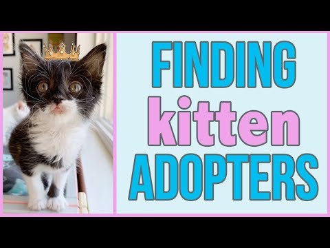 How to Find a Home for a Foster Kitten