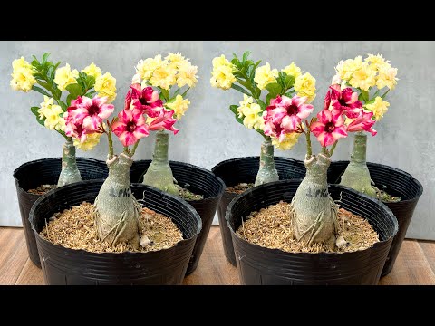 , title : 'Super beautiful Adenium flowers. How to graft branches very simple for plant many flowers'