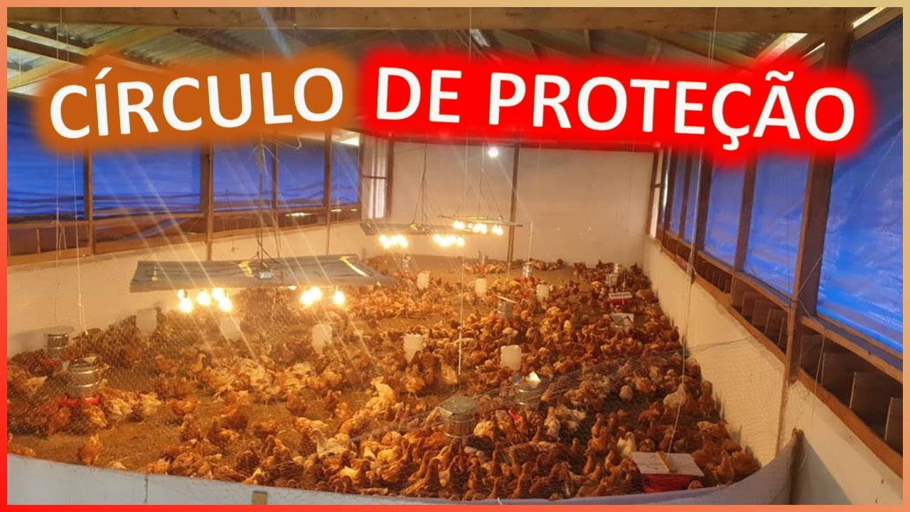 Círculo de proteção: como montar e acertar no número de pintainhas alojadas