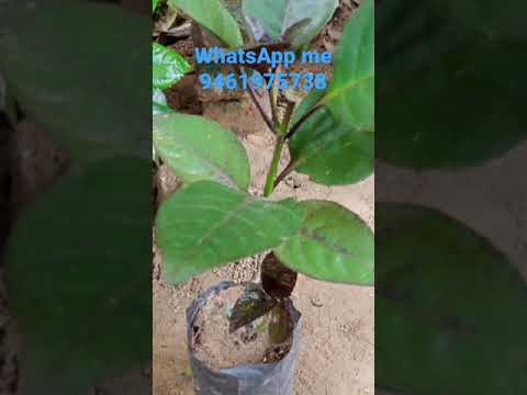 , title : 'online plant mangvaye / indoor plants mangvaye'