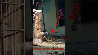 Download lagu mikat mulut burung emprit haji,menggunakan lem tikus mp3