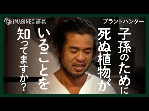 ドワーフパイン、ハイマツ 植物