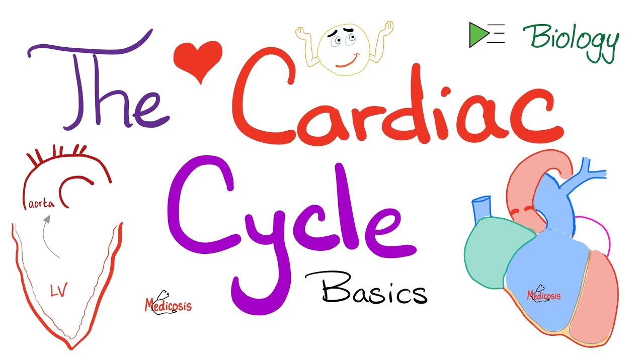 The Cardiac Cycle - Systole and Diastole - Atria and Ventricles - Physiology and Biology