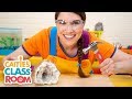 Caitie S Classroom Live Rocks Preschool Songs And Activities