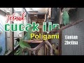 Ternak Cucak Ijo 1jantan 2betina
