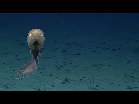 UNREAL OCEANS | The Most Amazing Marine Wonders