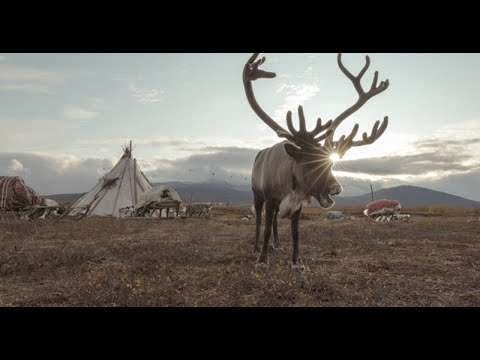 afbeelding Rentiere auf Dünnem Eis
