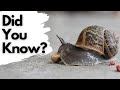 Things You Need To Know About GARDEN SNAILS!