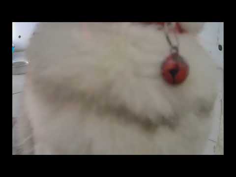 😍 You Laugh You Lose Dogs And Cats 🐱😻 Funniest Catss 2025 🐱❤️