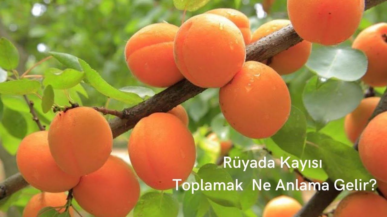 Rüyada Kayısı Toplamak Ne Anlama Gelir