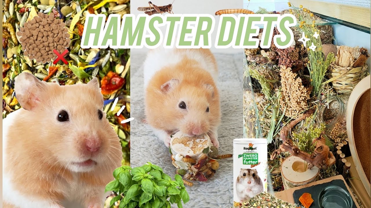 Hamster Diets | What to Feed your Hamster | How much and how often to Feed your Pet 🐹🍄🌿