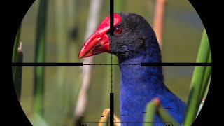 Download lagu SARANG MANDAR BIRU DI RAWA INI. BERBURU BURUNG MANDAR BIRU mp3 Download lagu SARANG MANDAR BIRU DI RAWA INI. BERBURU BURUNG MANDAR BIRU mp3