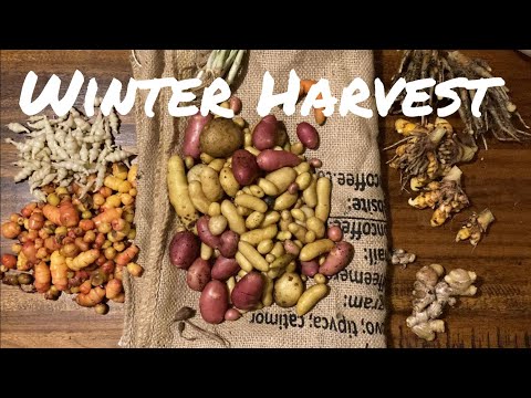 Harvesting Chinese Artichoke, Harvesting Turmeric, Harvesting Ginger, Harvesting Oca