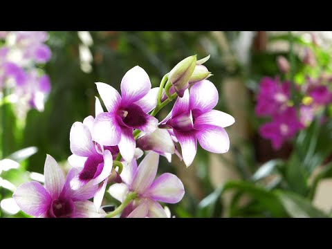 , title : 'Storczyk - Dendrobium phalaenopsis - równie łatwy w uprawie jak falenopsis'