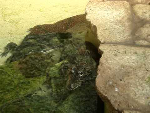 Family Zoo Trip -part 35 (Tropical House XI)