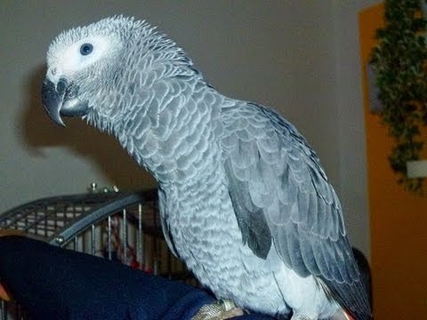 BESTER SPRECHENDER PAPAGEI!  SUPERTALENT!  WITZIG!  Papagei spricht Deutsch  parrot speaks German