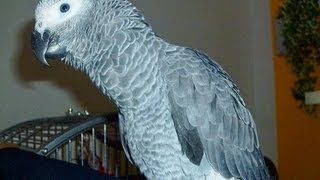 BESTER SPRECHENDER PAPAGEI!  SUPERTALENT!  WITZIG!  Papagei spricht Deutsch  parrot speaks German