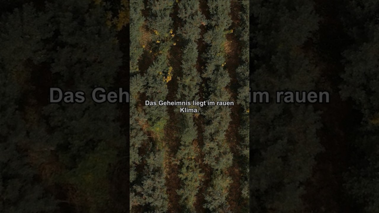 Video: Schonende Ernte und Kaltpressung