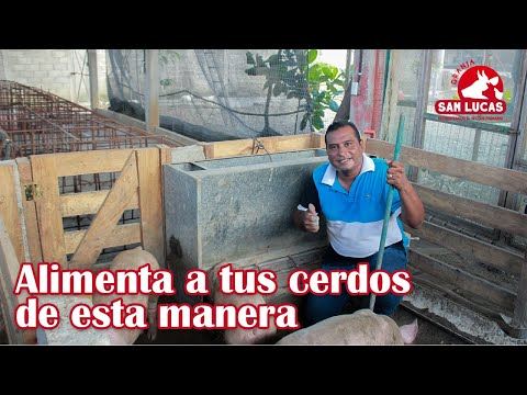 , title : 'Beneficios de un comedero automático en engorda de cerdos | Granja San Lucas'