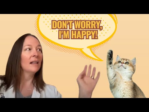 Top 10 Signs Your Cat is Happy