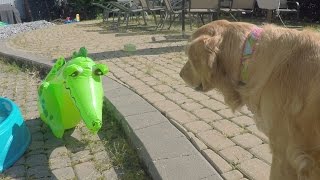 Dog scared of inflatable alligator