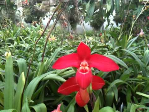 OrchidWeb - Phrag. Jason Fischer