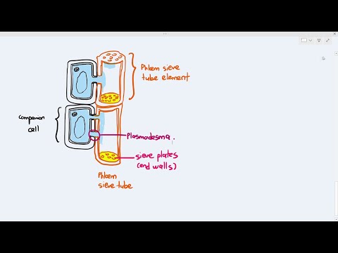 7-9 Phloem Structure (Cambridge AS A Level Biology, 9700)
