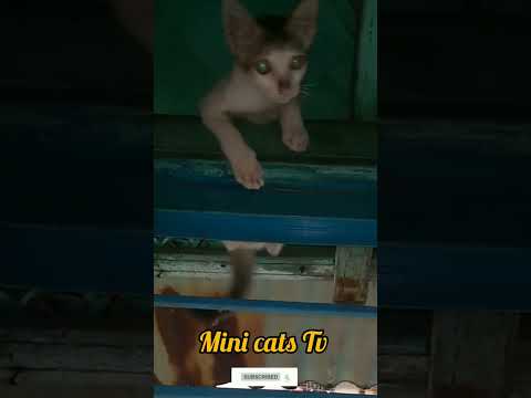 Cute cats || funny cats video ||#cats #cute #video #viral #youtube #cutecat #short #animals #shorts