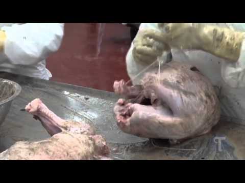 download lagu mp3 mp4 Greenberg Turkey Ingredients, download lagu Greenberg Turkey Ingredients gratis, unduh video klip Greenberg Turkey Ingredients