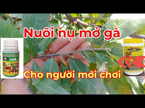 Nuôi nụ kim cho lên nụ mở gà đơn giản nhất cho Ae mới chơi