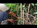 How to make a  trap for  tikling or kiyaw bird / Paano gumawa ng trap para sa  ibon