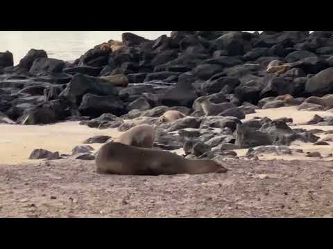 San Cristobal sea lions sleeping