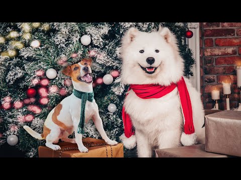 What DOGS say: ON CHRISTMAS